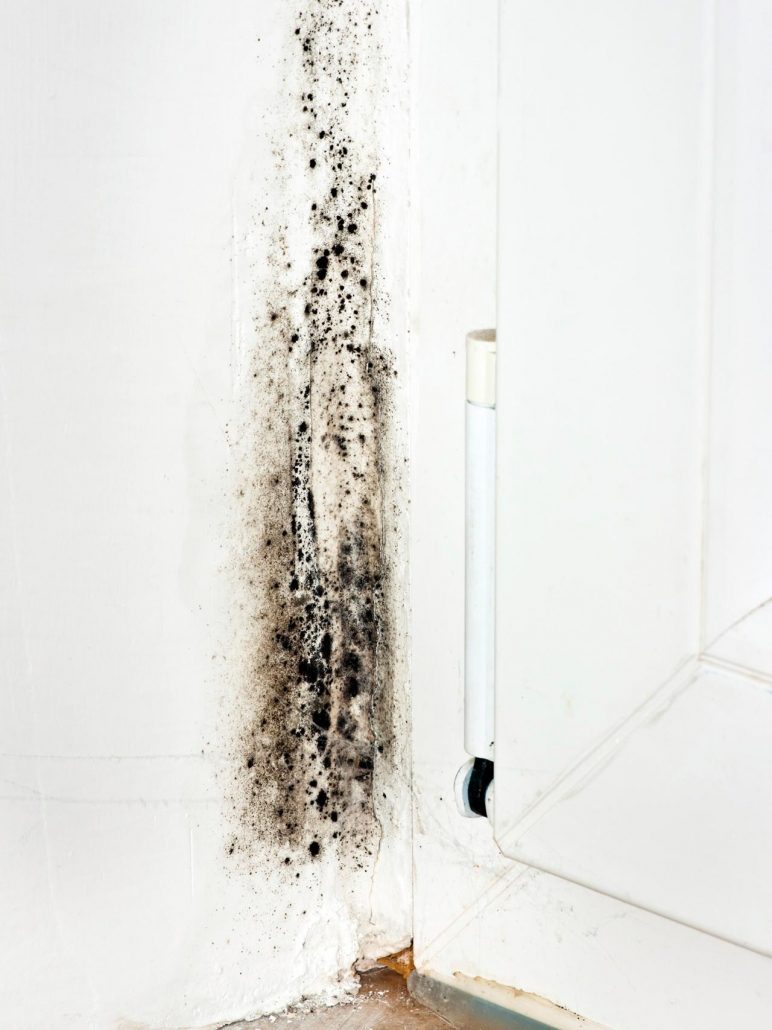 mould mould remediation, black mould removal services